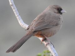 Abert's Towhee