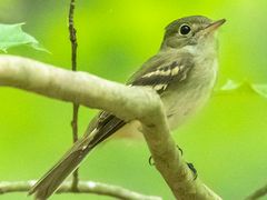 Acadian Flycatcher