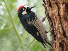 Acorn Woodpecker