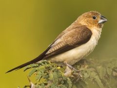 African Silverbill