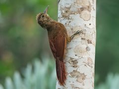 Amazonian Barred-Woodcreeper