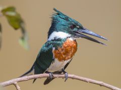 Amazon Kingfisher