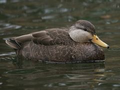 American Black Duck