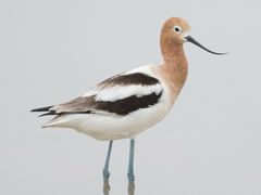 American Avocet