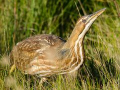 American Bittern