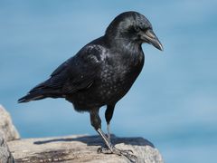 American Crow