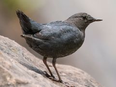 American Dipper