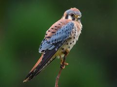 American Kestrel