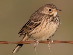 American Pipit