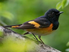 American Redstart