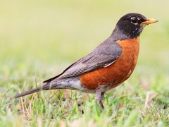 American Robin