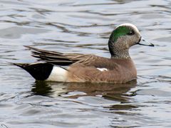 American Wigeon