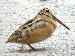 American Woodcock