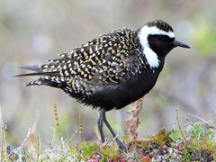 American Golden-Plover