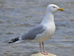 American Herring Gull