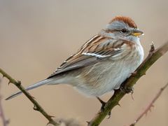 American Tree Sparrow