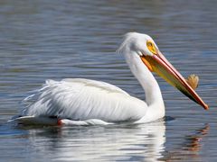 American White Pelican