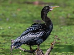 Anhinga