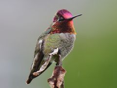 Anna's Hummingbird
