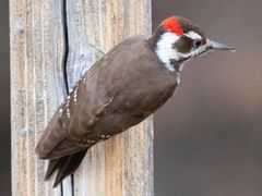 Arizona Woodpecker