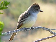 Ash-throated Flycatcher