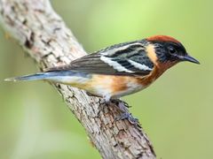 Bay-breasted Warbler