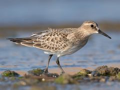 Baird's Sandpiper