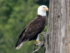 Bald Eagle