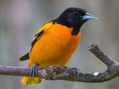 Baltimore Oriole