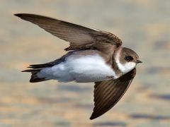 Bank Swallow