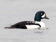 Barrow's Goldeneye