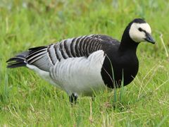 Barnacle Goose