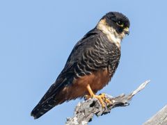 Bat Falcon