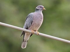 Band-tailed Pigeon