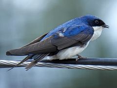Blue-and-white Swallow
