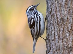 Black-and-white Warbler