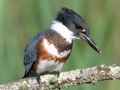 Belted Kingfisher