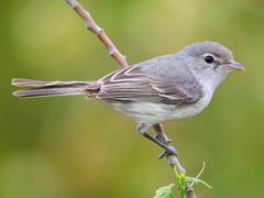 Bell's Vireo