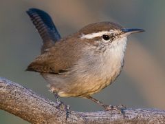 Bewick's Wren
