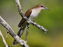 Black-billed Cuckoo