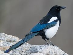 Black-billed Magpie