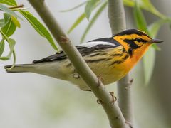 Blackburnian Warbler
