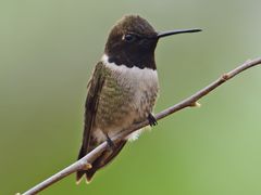 Black-chinned Hummingbird