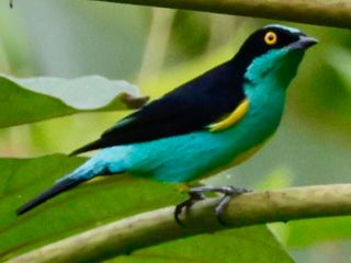 Yellow-tufted Dacnis