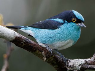 Black-faced Dacnis