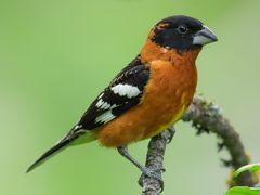 Black-headed Grosbeak