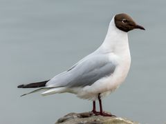 Black-headed Gull