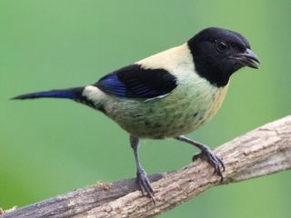 Black-headed Tanager