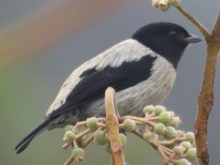 Black-hooded Tanager
