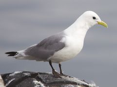 Black-legged Kittiwake